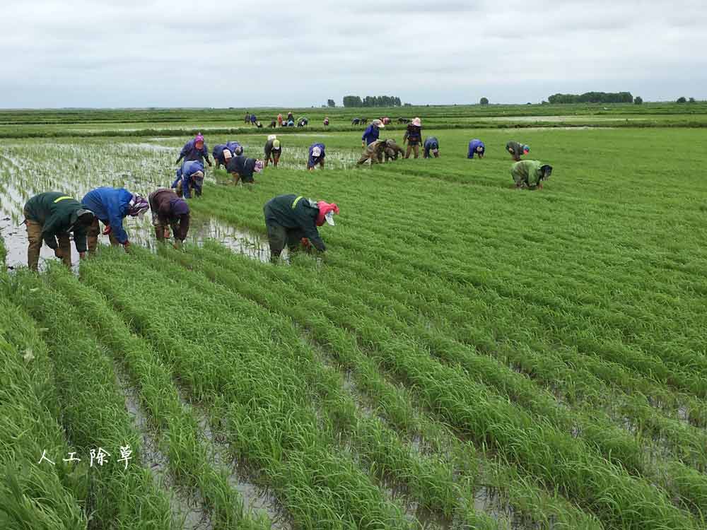 有机水稻种植基地人工除草